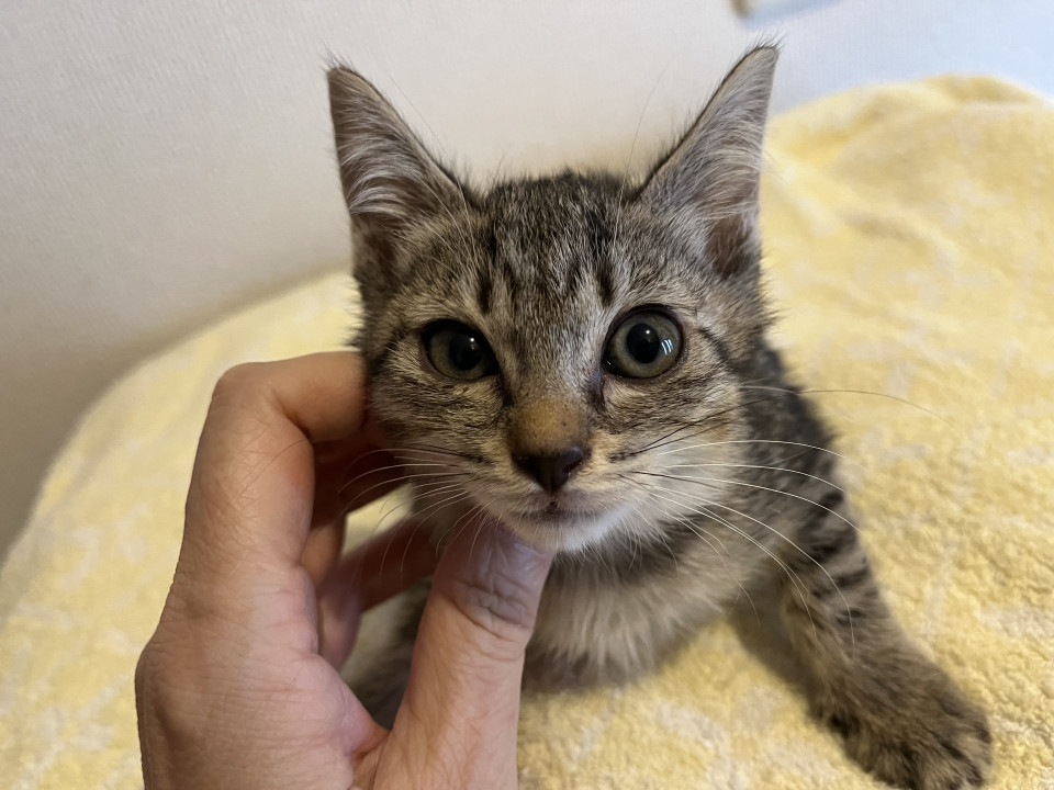 キジトラ子猫 女の子 里親募集