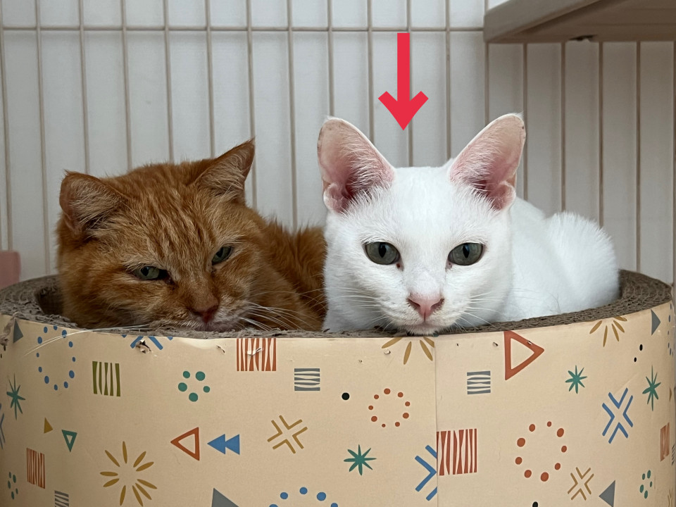 穏やかで大人しく寄り添ってくれるサスケ