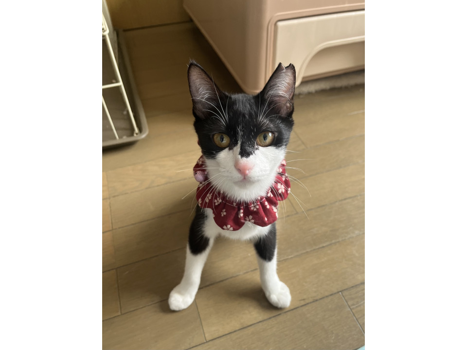 人懐っこい美猫さんです