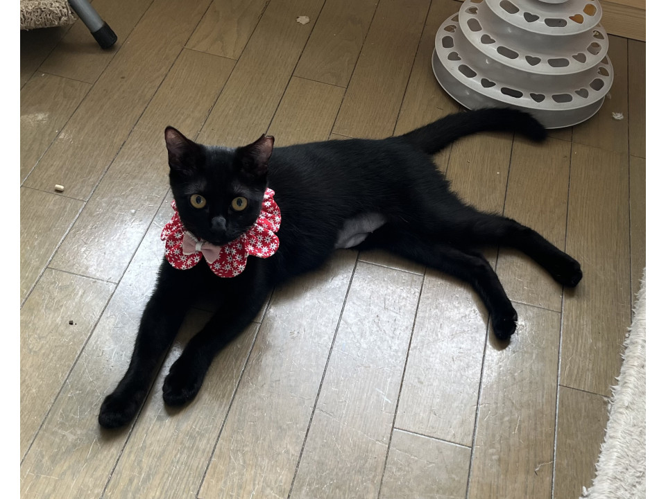 お利口さんな黒猫ちゃんです
