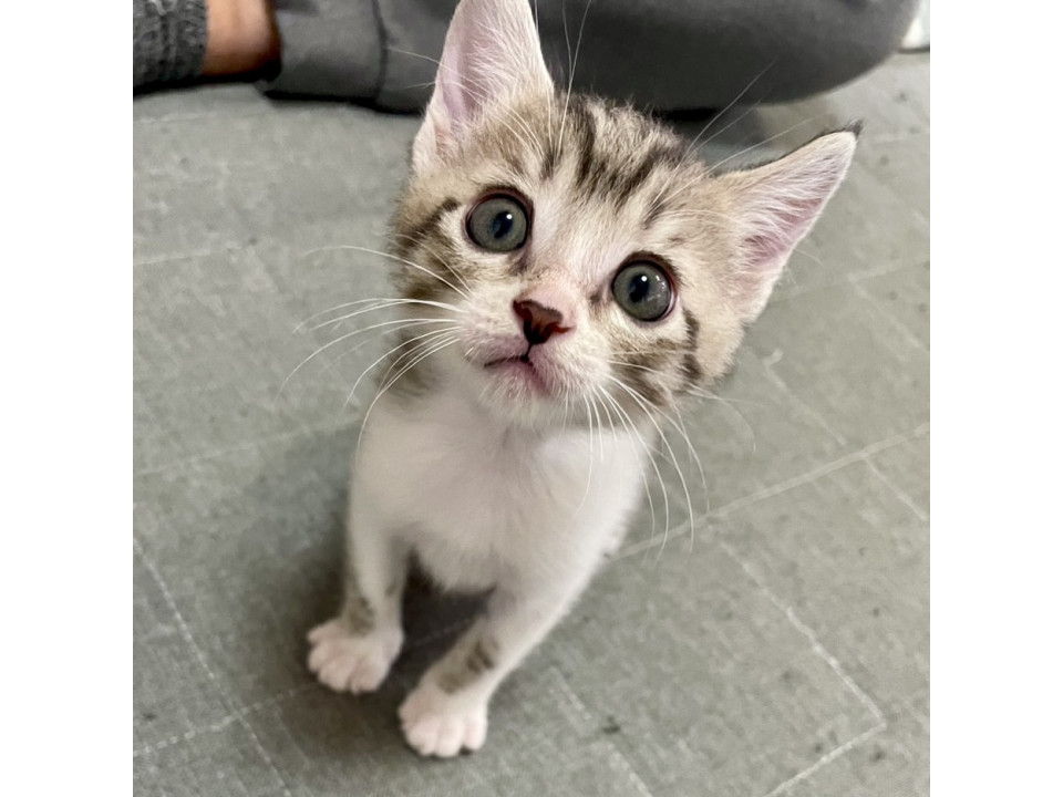 賢くて活発だけど甘えたがりのミニちゃん