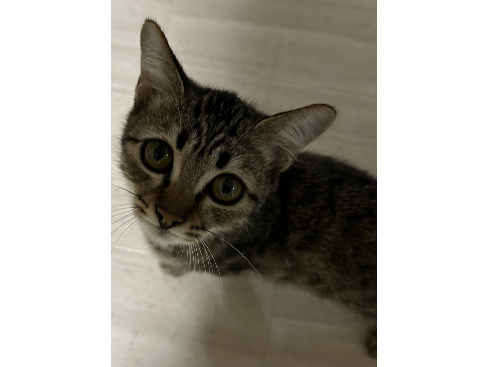 ヒョウ柄、ピエン顔の子猫(女の子)