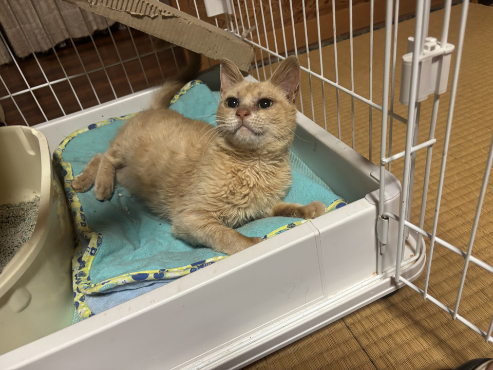 【急募】リリース予定の子をお家猫に