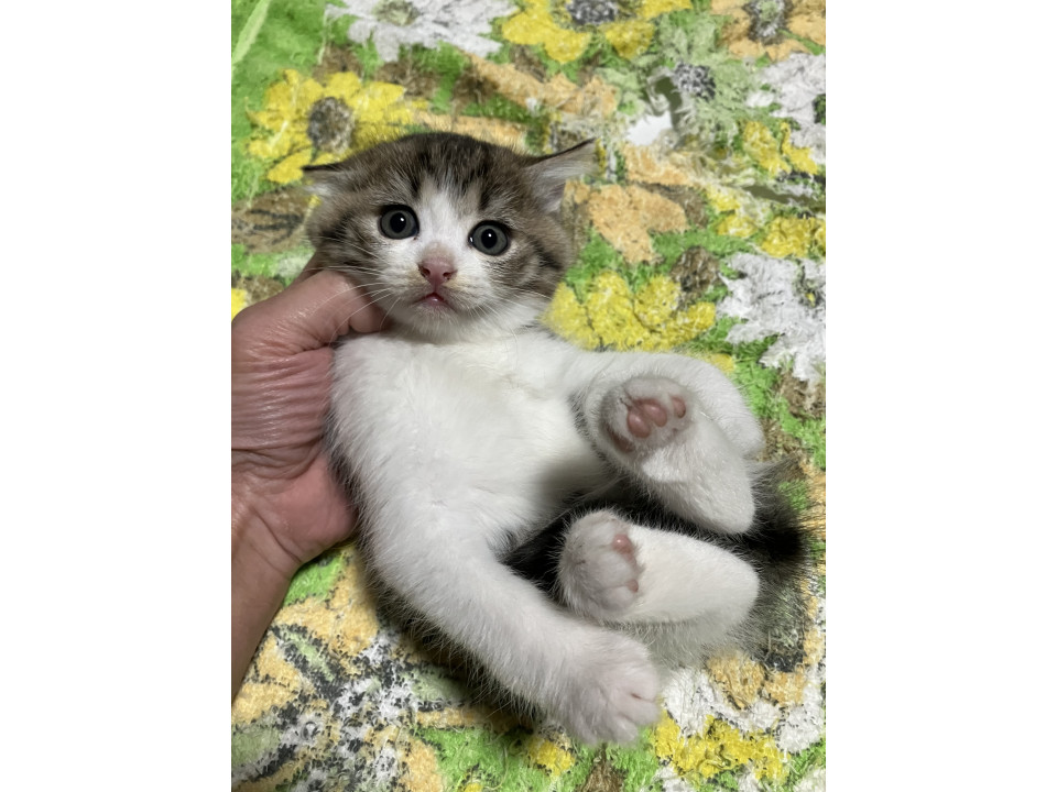 おっとりしたかわいいサバシロ仔猫