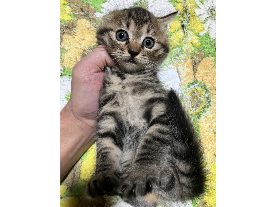 元気でかわいいイケメンくん