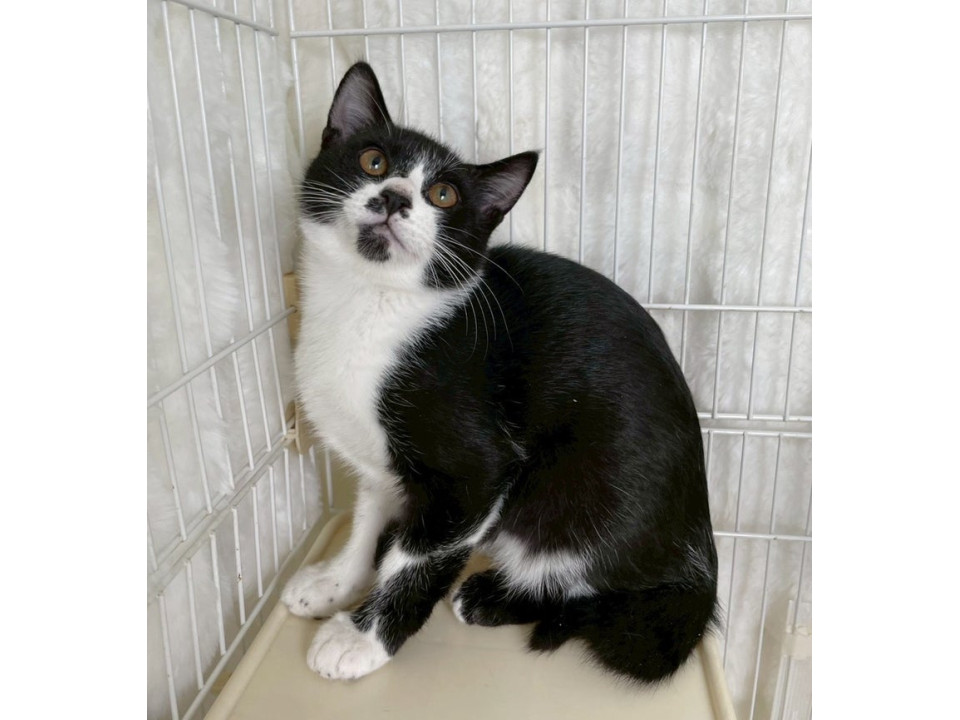 黒白子猫♂@約5ヶ月未満