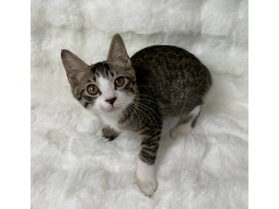 キジ白子猫♂@約4ヶ月未満