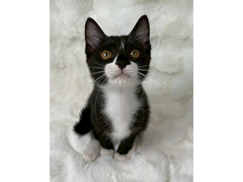 黒白子猫♀@4ヶ月未満