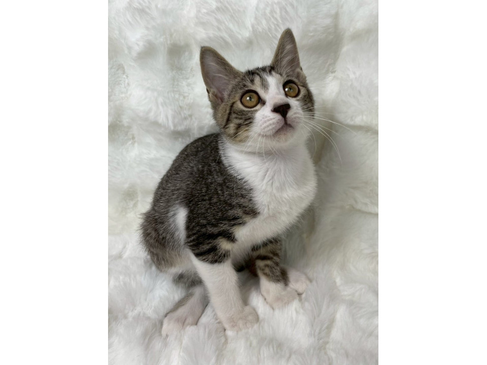 キジ白子猫♂@約4ヶ月未満