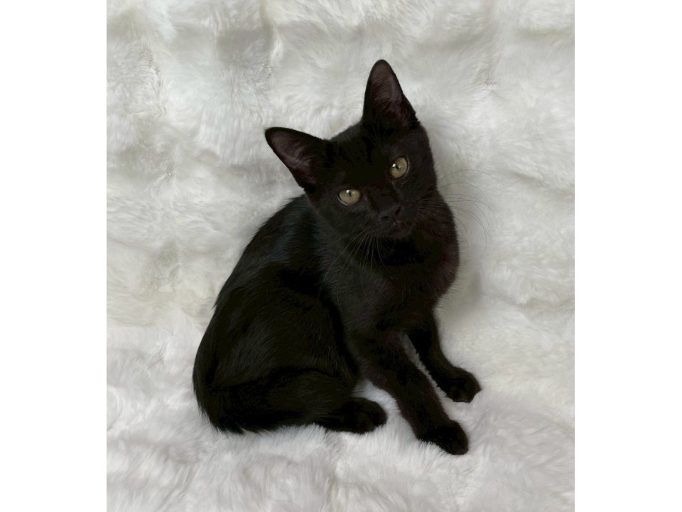 黒子猫♀@4ヶ月未満