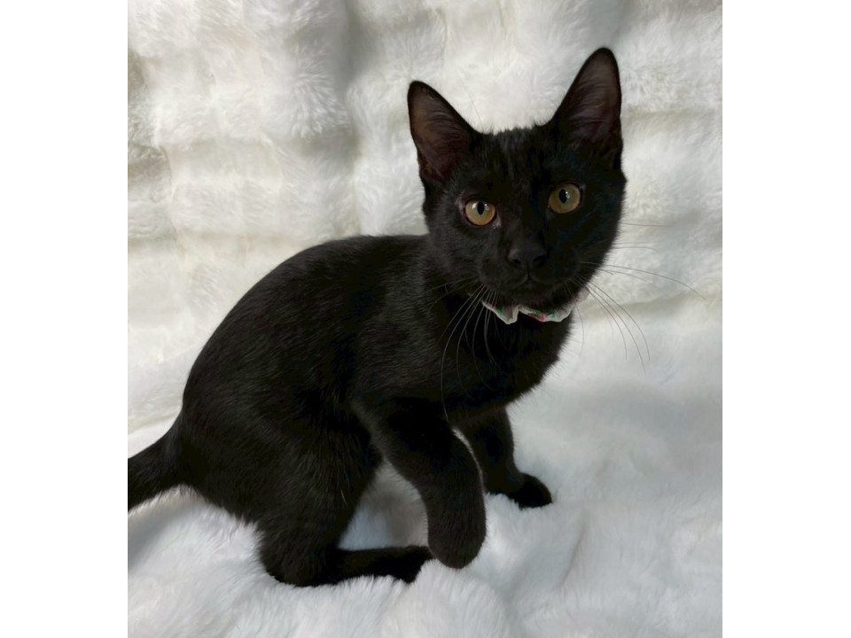 黒子猫♂@4ヶ月未満
