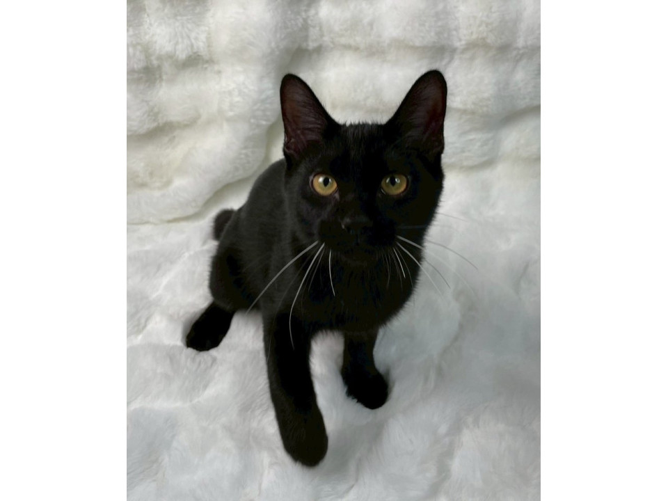 黒子猫♂@4ヶ月未満