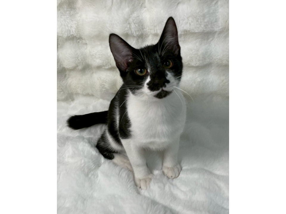 黒白子猫♂@約4ヶ月