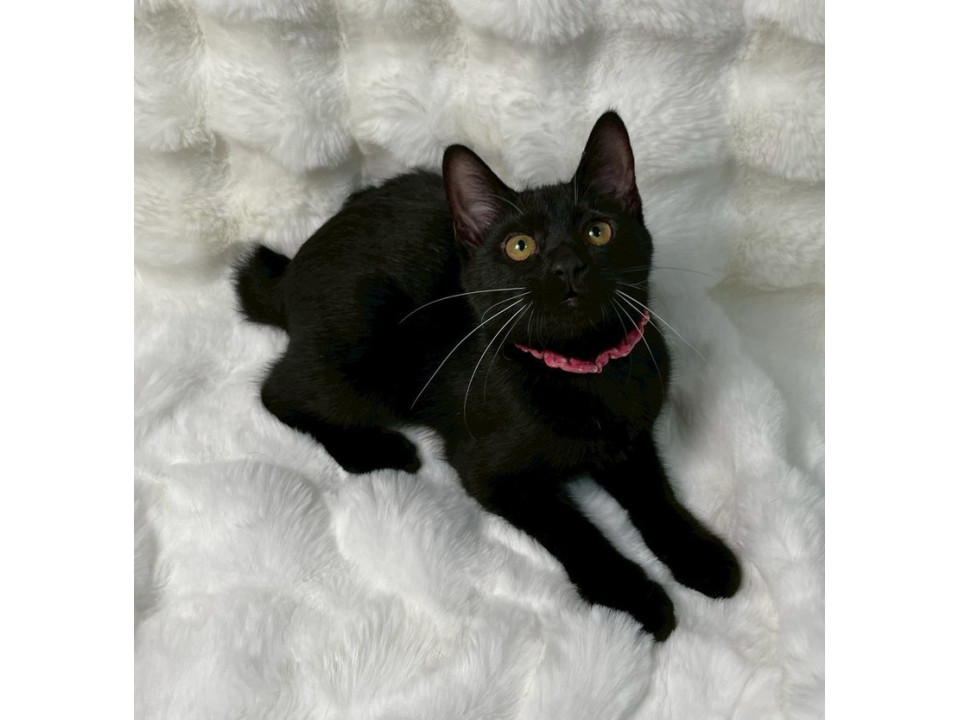 黒子猫♀@約4ヶ月