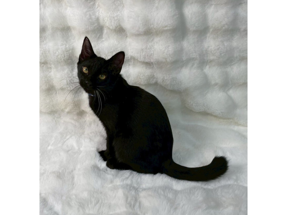 黒子猫♂@約4ヶ月