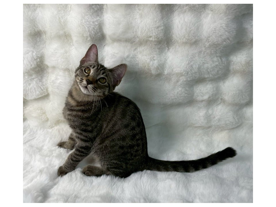 キジトラ子猫♀@約4ヶ月