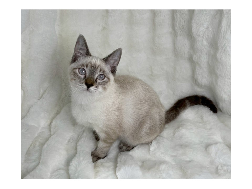 シャム子猫♂@約5ヶ月