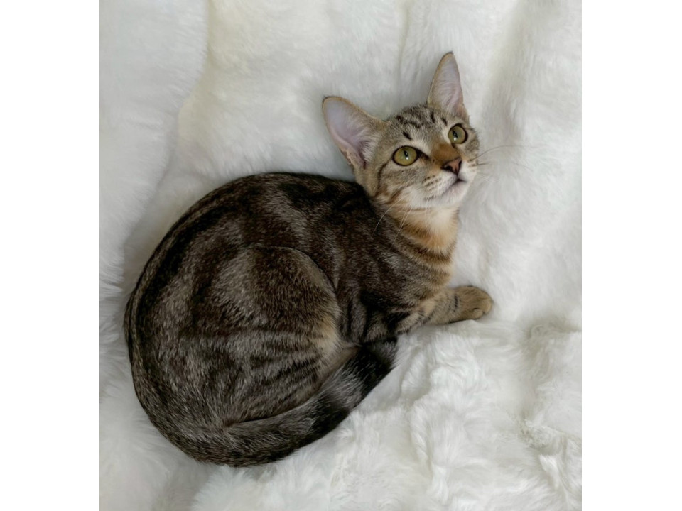 アメショ柄子猫♀@約5ヶ月