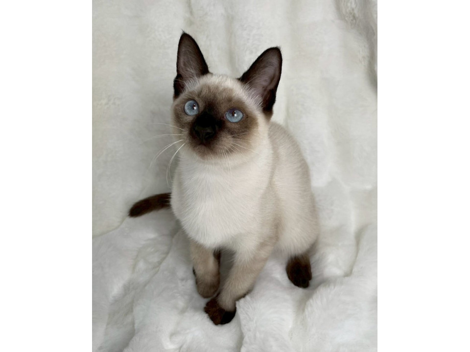 シャム子猫♂@約5ヶ月