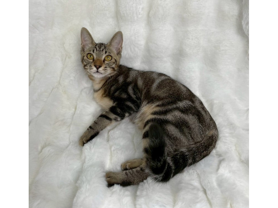 アメショ柄子猫♂@約5ヶ月