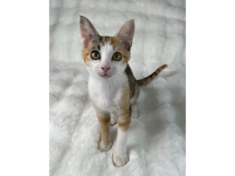 三毛子猫♀@約2ヶ月半