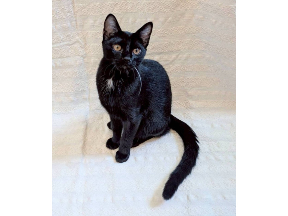 黒子猫♂@約7ヶ月