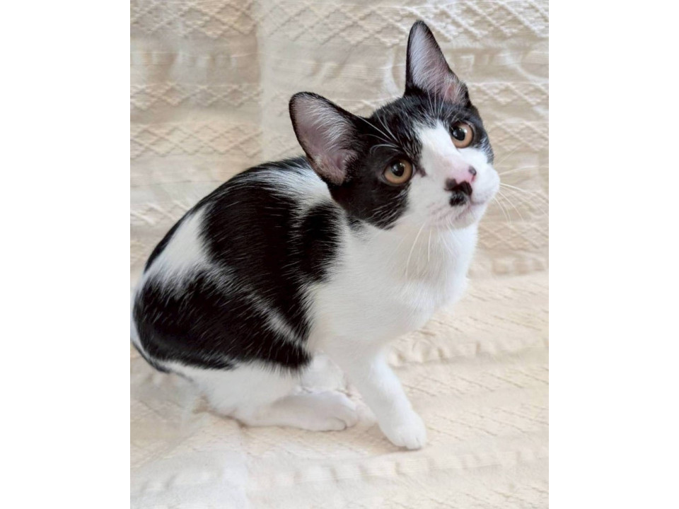 黒白子猫♂@約7ヶ月