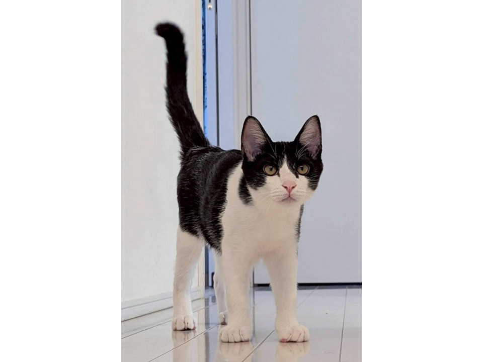 黒白子猫♂@約7ヶ月