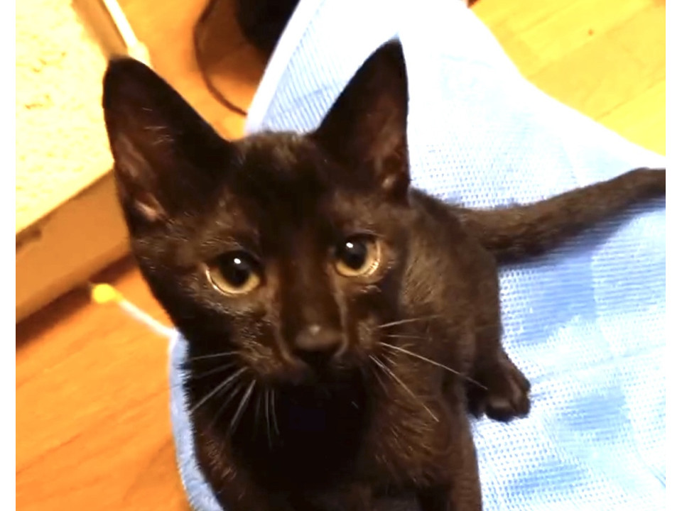 動画あり10/26譲渡会参加黒猫くん