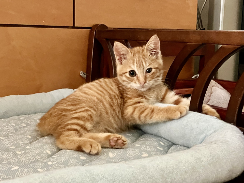 可愛い　モカくん