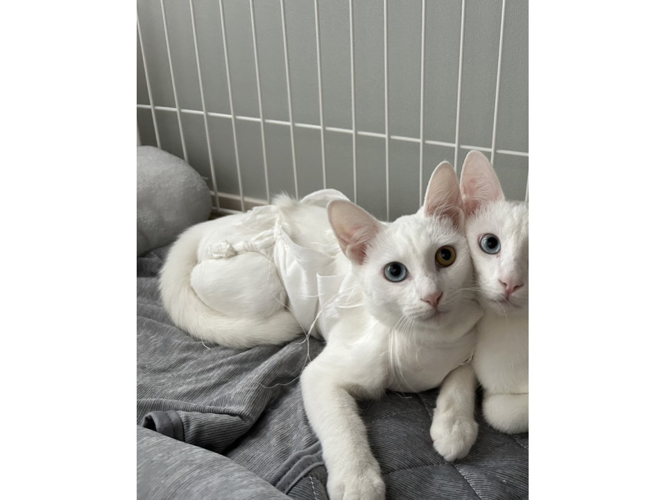 オッドアイのアオちゃん