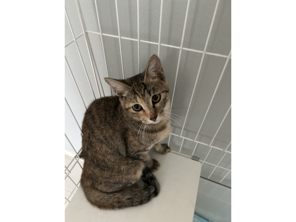 可愛い　ハツちゃん