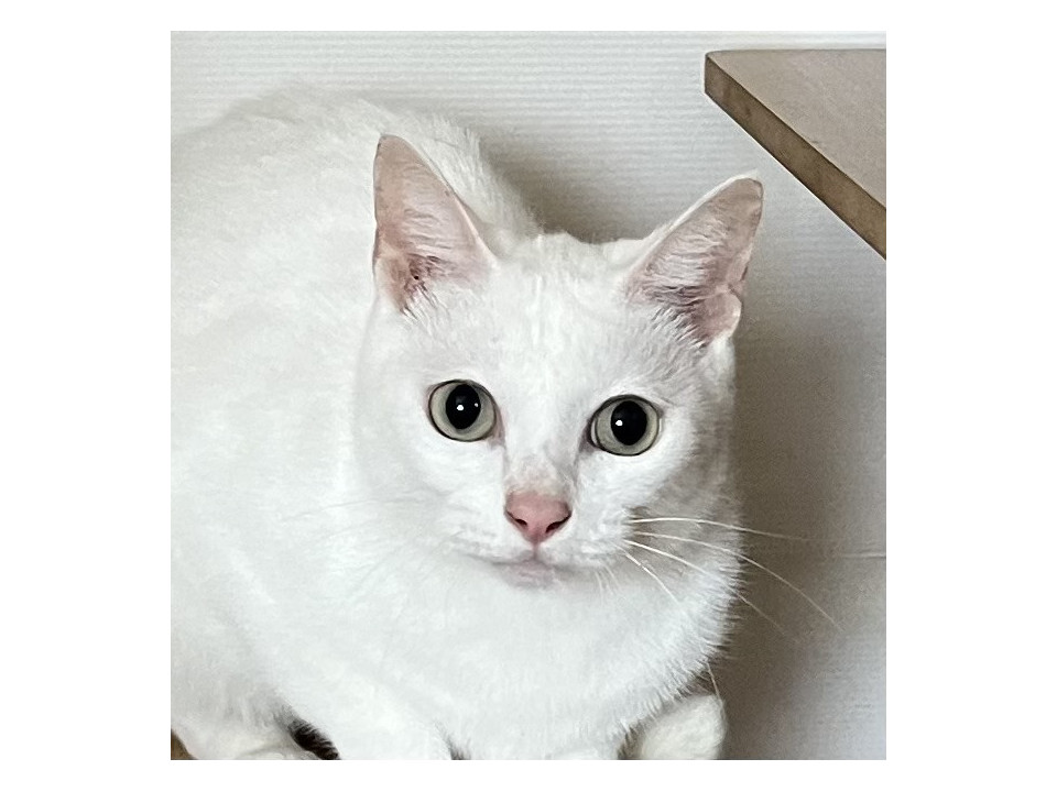 綺麗な白猫♩ビビりな大福