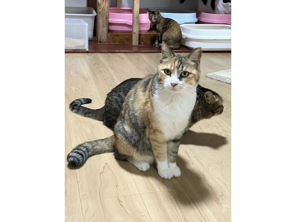 可愛いキジ三毛 リオンちゃん