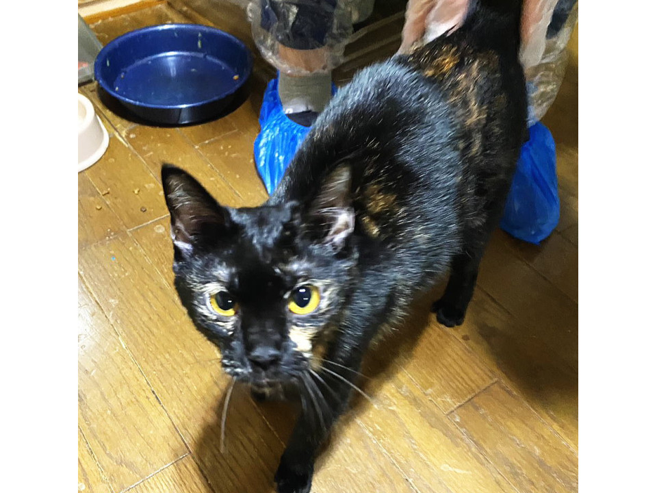 家に残され人恋しいサビ猫ちゃん