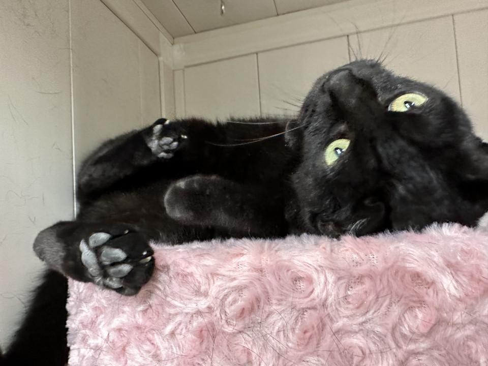 ♡幸運を呼ぶ黒ねこ♡