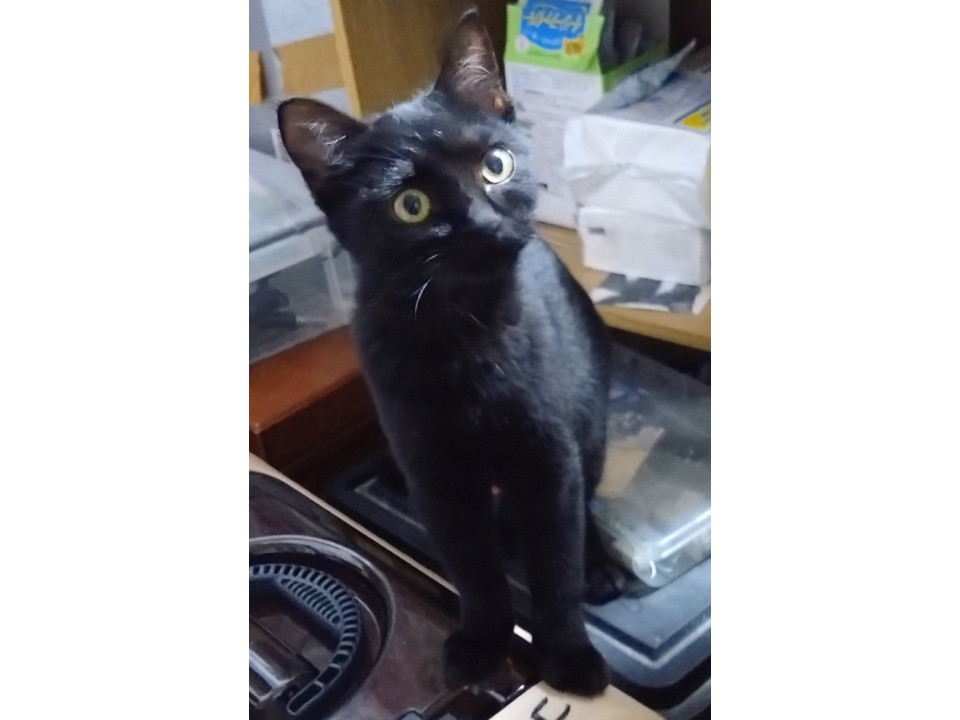 かわいい黒猫女の子えっちゃん。避妊手術済
