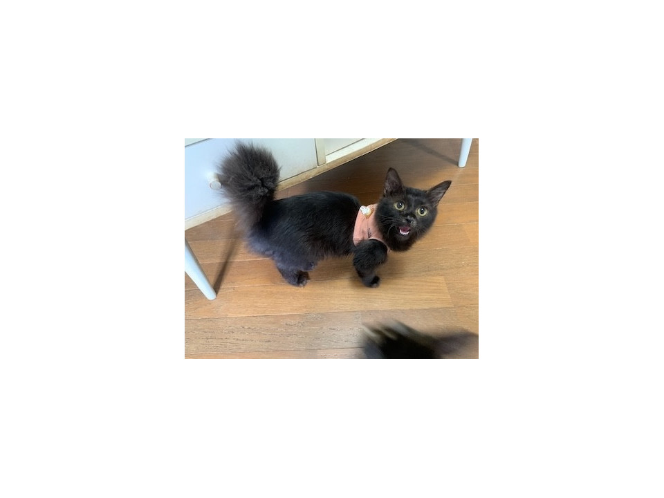 縫いぐるみみたいな半長毛黒猫
