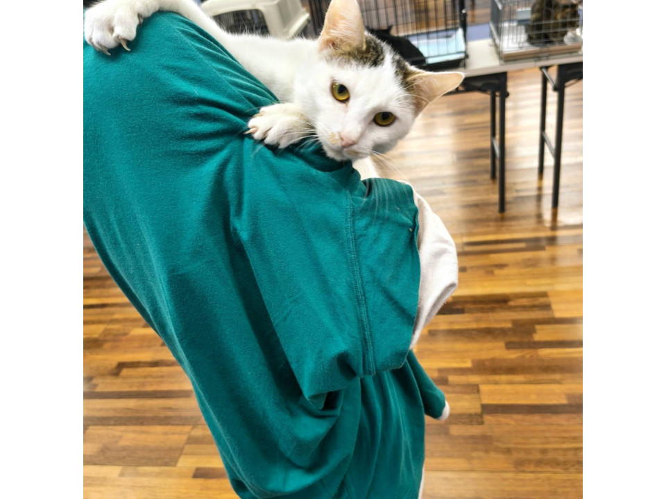 人馴れ抜群子猫1