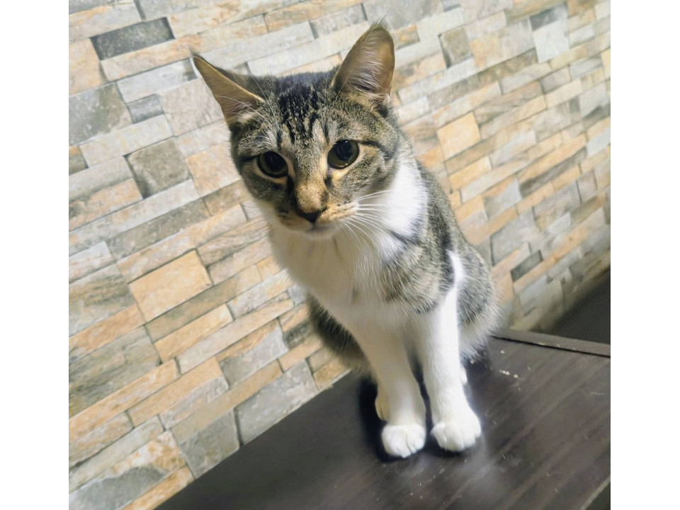 人馴れ抜群子猫2
