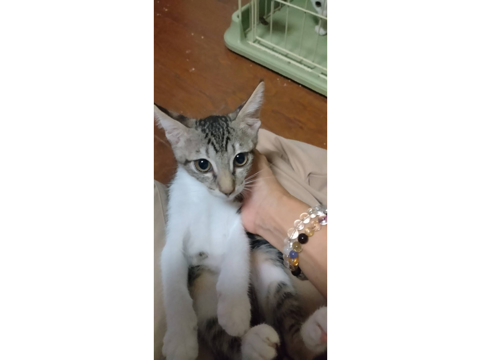 人馴れ抜群子猫2