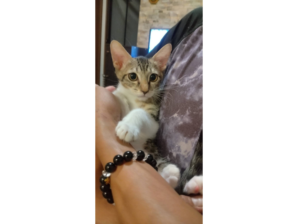 人馴れ抜群子猫3