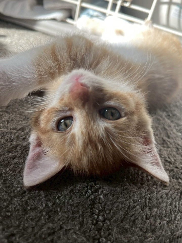 クール系美猫ちゃん
