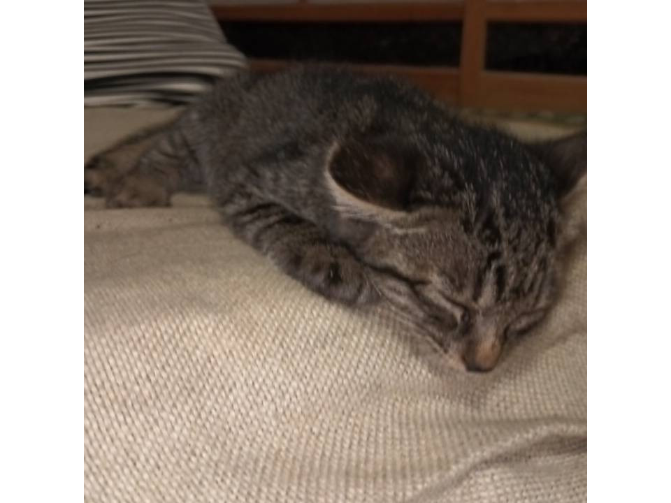キジトラ 子猫