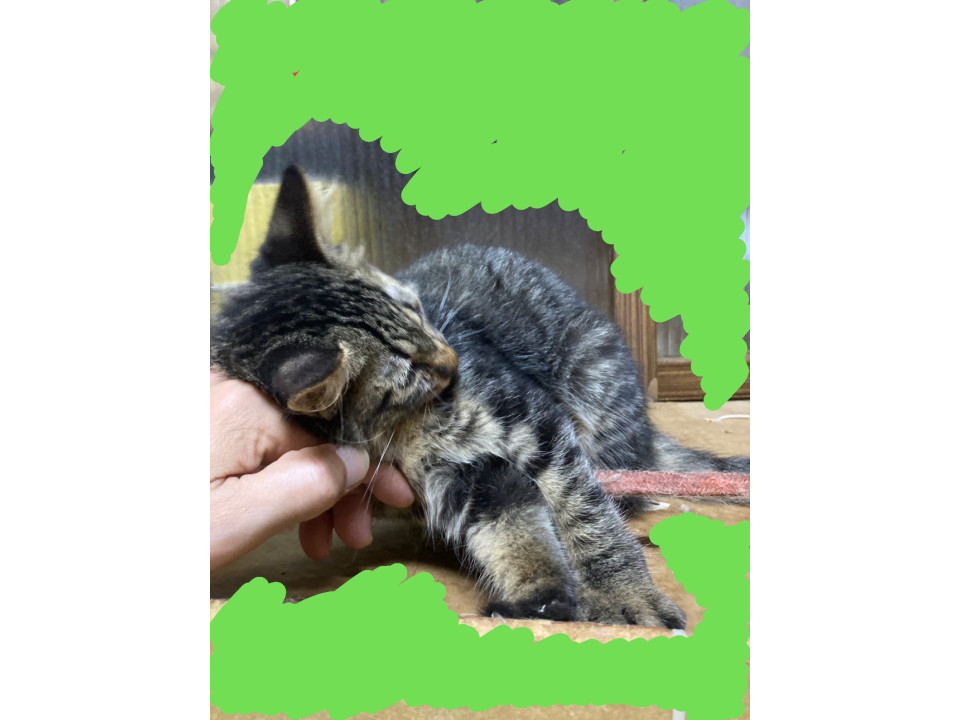 クロっぽいキジトラちゃん