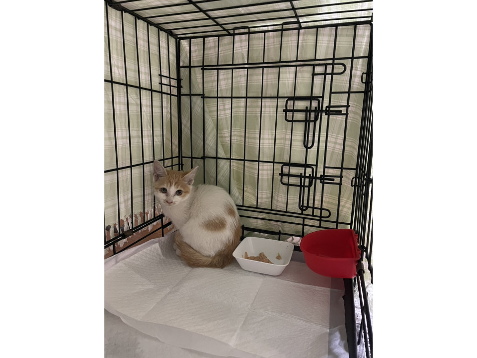 人慣れ可愛い保護猫ちゃん