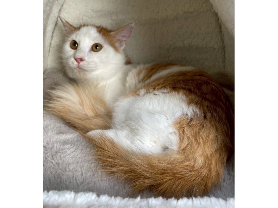 白茶中毛子猫♂@約4ヶ月半.