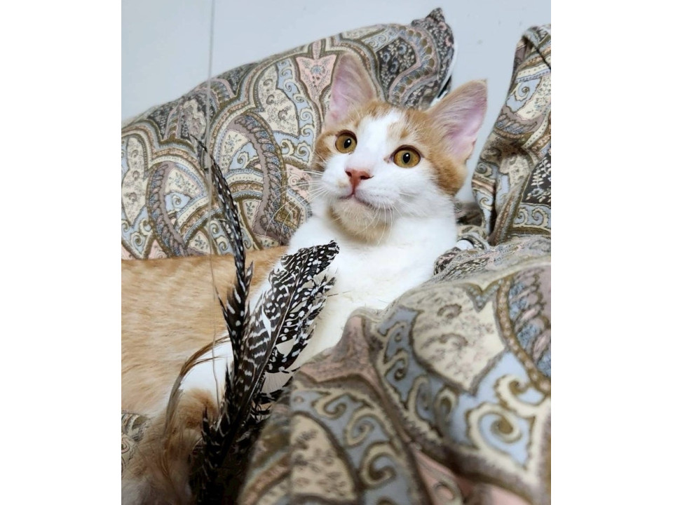 茶トラ白子猫♂@約4ヶ月半