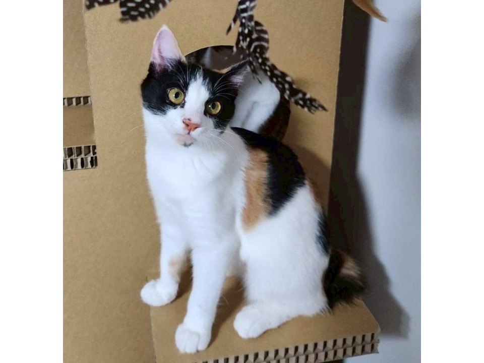 茶トラ白子猫♂@約4ヶ月半