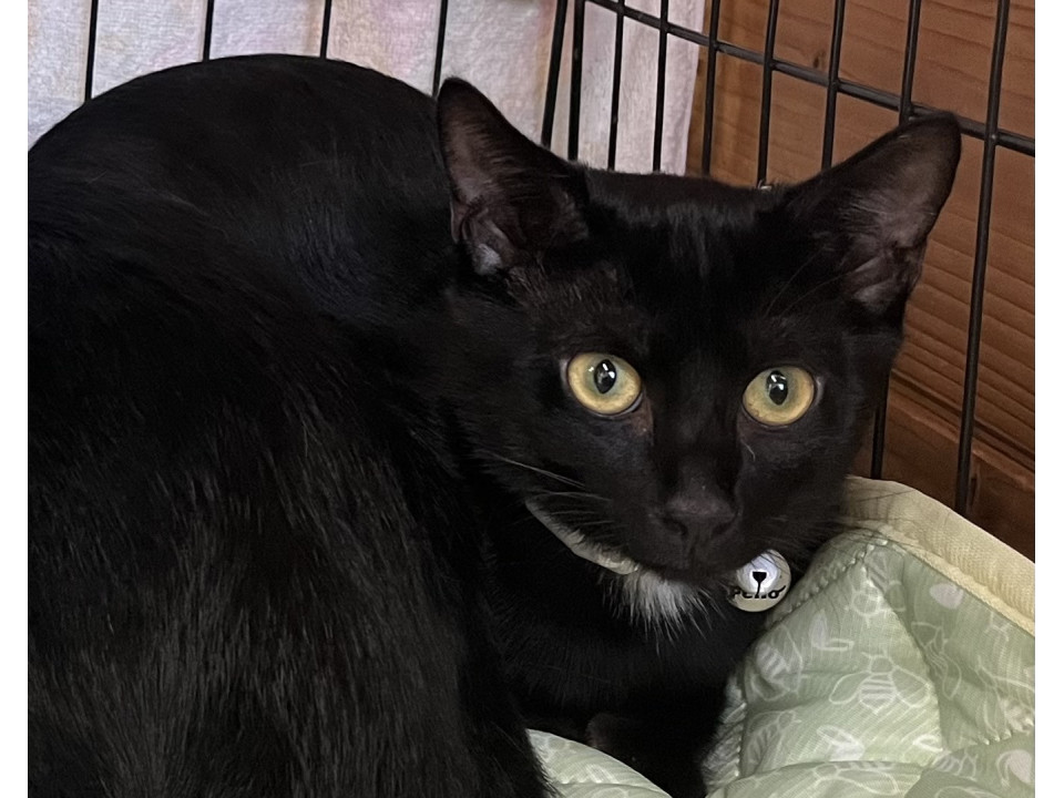 動画あり白い胸毛の黒猫君去勢済み